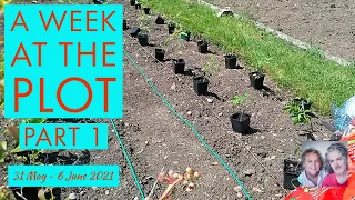 A Week at the Plot, 31 May - 6 June 2021 (Pt1)