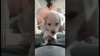 Puppy playing the drums #labradorretriever #comedy #dogs #funnydogs #dog mom #reels #tiktok #shorts