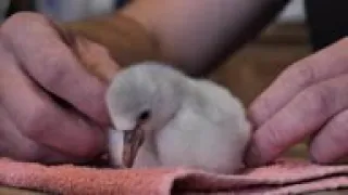 Sanctuary celebrates birth of rare flamingo chick