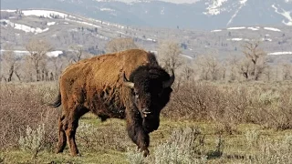 Bison Named the Official U.S. National Mammal | WCS