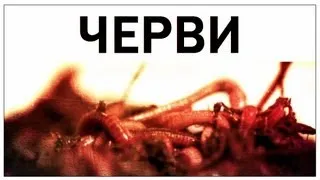 Галилео. Черви