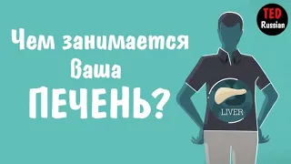 [TED Ed] Чем занимается ваша печень?