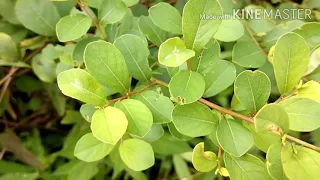 Menemukan 13 macam bahan bonsai di alam liar