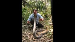 King Cobra eating another snake!