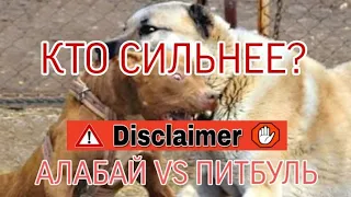 КТО СИЛЬНЕЕ? АЛАБАЙ  VS  ПИТБУЛЬ  БОЙ/ДРАКА/КТО МОЩНЕЕ?