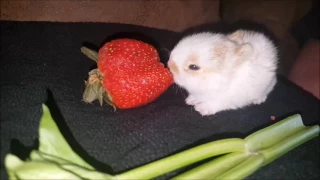 Cute Rabbits Eating Compilation