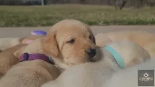 DJ Labradors - Trixie's cute lab puppies outside at 3 weeks old