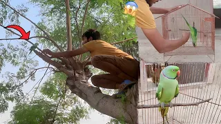 Green Parrot Pakar Lia😍|| Bhot Zor Sy Kat Liya😥