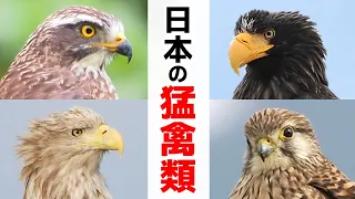 徹底解説！日本の猛禽類12種（タカ目・ハヤブサ目・フクロウ目）