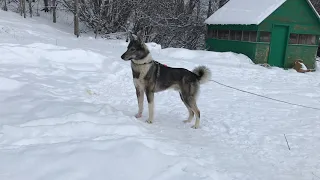 Western Siberian Laika   Heat Cycle