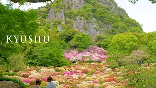 Azalea Plants are Blooming at the foot of a mountain of West Kyushu.#御船山楽園 #長串山公園 #4K
