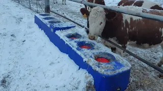 Групповая термо-поилка для коров