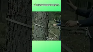 🌳🛠️ 1961 Innovative Tree Climbing Tool Invented by a Brit! Scaling New Heights in Tool Marvels!