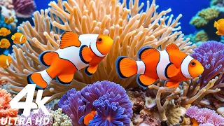 Aquarium 4K: Breathtaking Coral Reef Fish in 4K Ultra HD - Tranquil Meditation Music