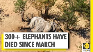 Botswana solves mass elephant deaths mystery