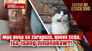 Mga pusa sa Zaragoza, Nueva Ecija, isa-isang ninanakaw?! | Kapuso Mo, Jessica Soho