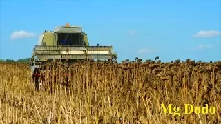 Napraforgó Aratás/Sunflower Harvest Fortschritt E514