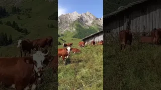 Les belles vaches de race abondance de Sandra et Pierre Angelloz au Col des Aravis (1500 m)