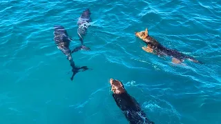 These Dogs Love Swimming With Dolphins! | DOGS AND DOLPHINS BECOME FRIENDS!