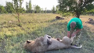 Львы отдыхают и никак на нас не реагируют !