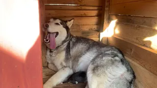 Helping a Husky give birth to 6 puppies|Husky unexpectedly gives birth| Pregnant Husky|Giving birth