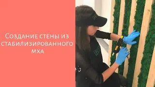 Стабилизированный мох. Секреты создания стены из мха