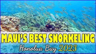 Maui Snorkeling Guide To Honolua Bay Hawaii Everything You Need To Know Sea Turtles