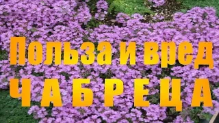 Польза и вред чабреца