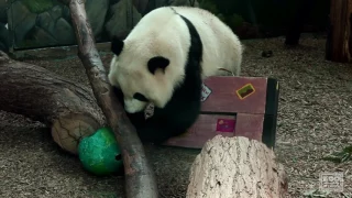 Mei Lun and Mei Huan's Last Hurrah at Zoo Atlanta