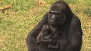 Een unieke gorillatweeling | Burgers' Zoo Natuurlijk | Arnhem