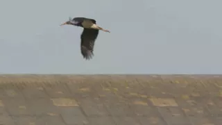 Flying black stork 🔴