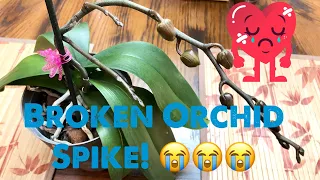 HOW I SAVED MY ORCHIDS BROKEN OR CUT SPIKE