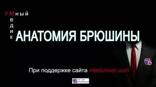 Анатомия брюшины и ее топография - meduniver.com