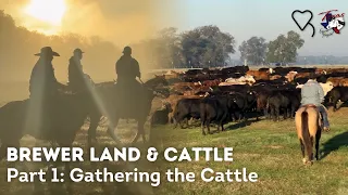 Brewer Land and Cattle - Part 1:  Gathering the cattle |Regenerative Ranching