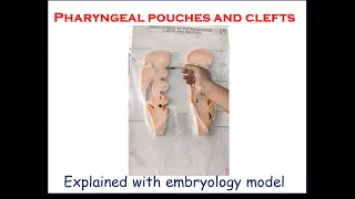 Pharyngeal pouches and clefts - Explained with embryology model - For first-year medical students