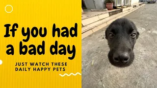 If you had a bad day, just watch these daily happy pets | Day 33