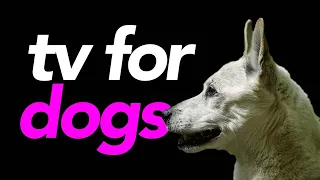 TV For Dogs - Interactive Video for Dogs to Watch - 20 Hours of Excitement!