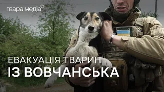 Animal Rescue from Vovchansk: How Volunteers Operate | Gwara