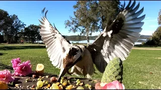 My Kookaburras in slow motion