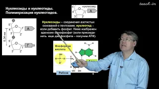 Наука и Сон: Транскрипция, типы РНК.