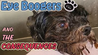 Eye Boogers and the Consequences - How to Manage Eye Buildup - Gina's Grooming