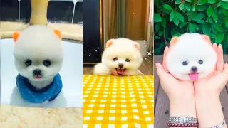 Смешной шпиц лучшая подборка тикток /Chó Phốc Sóc Mini /Cute puppies Funny TikTok #9