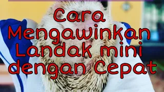 Cara mengawinkan landak mini (Lamin)