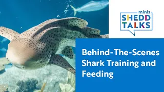 Shark Training and Feeding Behind the Scenes | #SheddTalksMinis