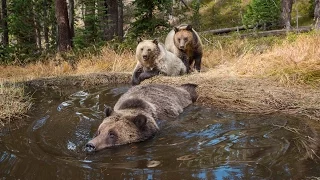 EXCLUSIVE: 'Bear Bathtub' Caught on Camera in Yellowstone | National Geographic