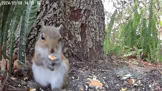 What's better than watching a squirrel eat a corn kernel for 20 secs - try 5 minutes - Close up