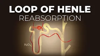 LOOP OF HENLE REABSORPTION