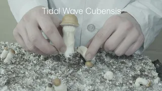 Tidal Wave Mushrooms | The Best New Cubensis Strain? | Strain Overview Ep. 1