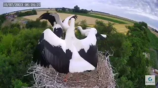 Wszystkie bocianki w Pasiece już latają! Gniazdo puste!