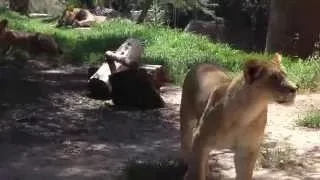 Lion Attack San Diego Zoo...